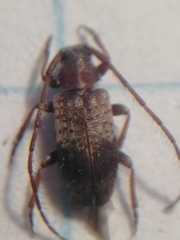 Exocentrus punctipennis