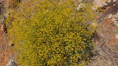 Bilacunaria boissieri