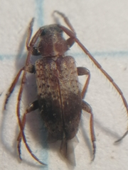 Exocentrus punctipennis