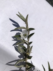 Evolvulus prostratus