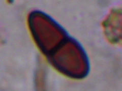 Delitschia perpusilla