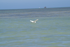 Egretta garzetta dimorpha