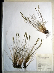 Festuca auriculata