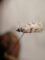 Scoparia ingratella