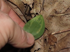 Liriomyza smilacinae