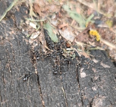 Lasius fuliginosus