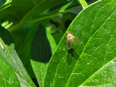 Chrysopilus modestus