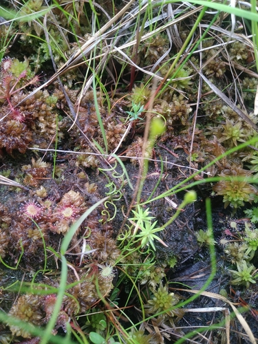 Little curlygrass fern (Schizaea pusilla)