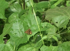 Taractrocera luzonensis