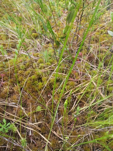 Image of Curly Grass Fern (Schizaea pusilla) by (c) Chris Hoess, some rights reserved (CC BY-SA)
