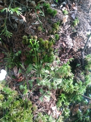 Drosera rotundifolia
