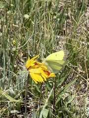 Colias alexandra