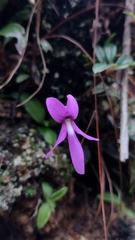 Pinguicula orchidioides
