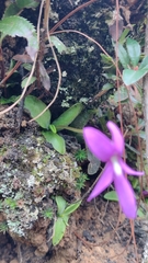 Pinguicula orchidioides