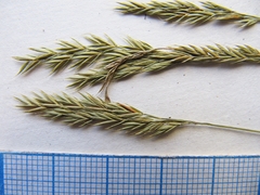 Festuca auriculata