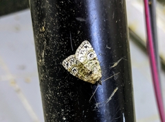 Meganola scriptoides