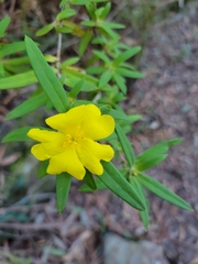 Hibbertia saligna
