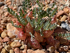Astragalus megacarpus