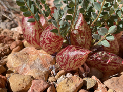Astragalus megacarpus