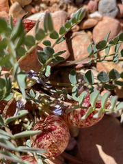 Astragalus megacarpus