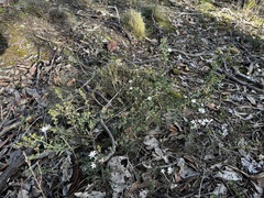 Philotheca verrucosa