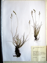 Festuca auriculata