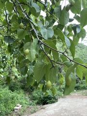 Pyrus bretschneideri