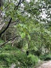 Pyrus bretschneideri