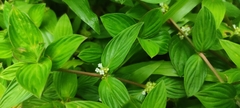 Spermacoce latifolia