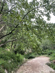 Pyrus bretschneideri