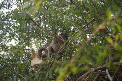 Lepilemur hubbardorum