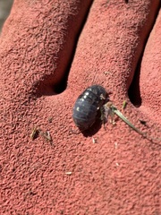 Armadillidium vulgare