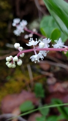 Maianthemum scilloideum