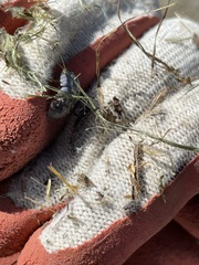 Armadillidium vulgare
