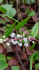 Maianthemum scilloideum