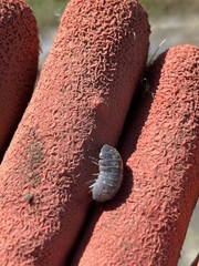 Armadillidium vulgare