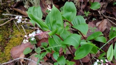 Maianthemum scilloideum