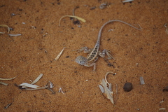 Chalarodon madagascariensis