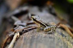 Epipedobates machalilla