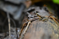 Epipedobates machalilla