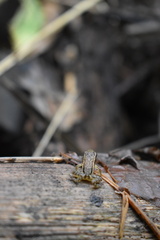 Epipedobates machalilla