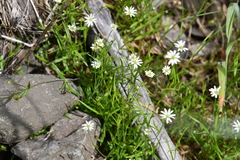 Stellaria peduncularis
