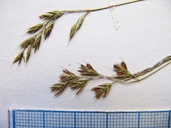 Festuca auriculata