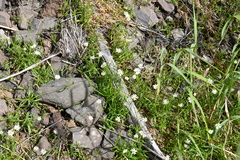 Stellaria peduncularis