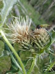 Cirsium centaureae