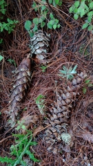 Pinus ayacahuite