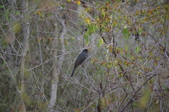 Hypsipetes madagascariensis