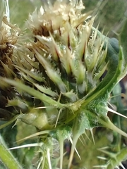 Cirsium centaureae