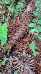 Pinus ayacahuite