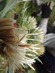 Cirsium centaureae